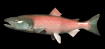  See the Giant Fish I've Caught ! 